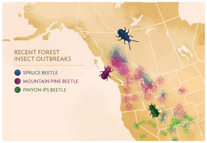 Pine On The Decline - Mapping of the affected areas of the Mountain Pine Beetle