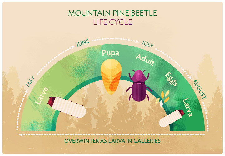 Pine on the Decline: The Mountain Pine Beetle Life Cycle
