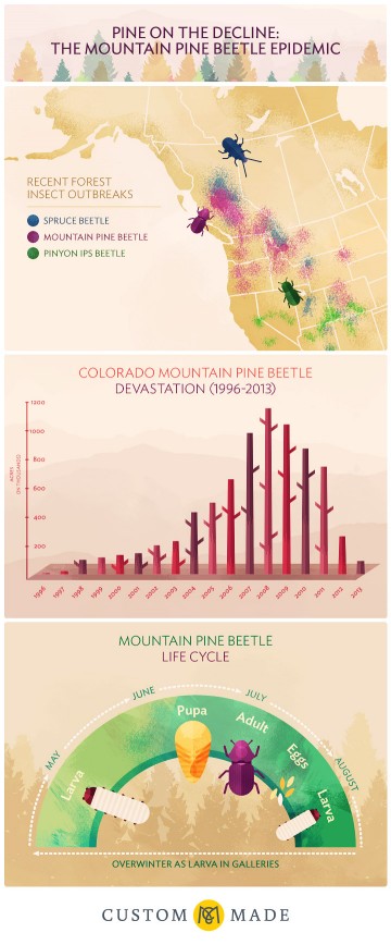 Pine on the Decline: The Mountain Pine Beetle Epidemic Infographic