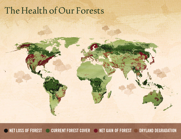 Illegal Logging - The Health of Our Forests 