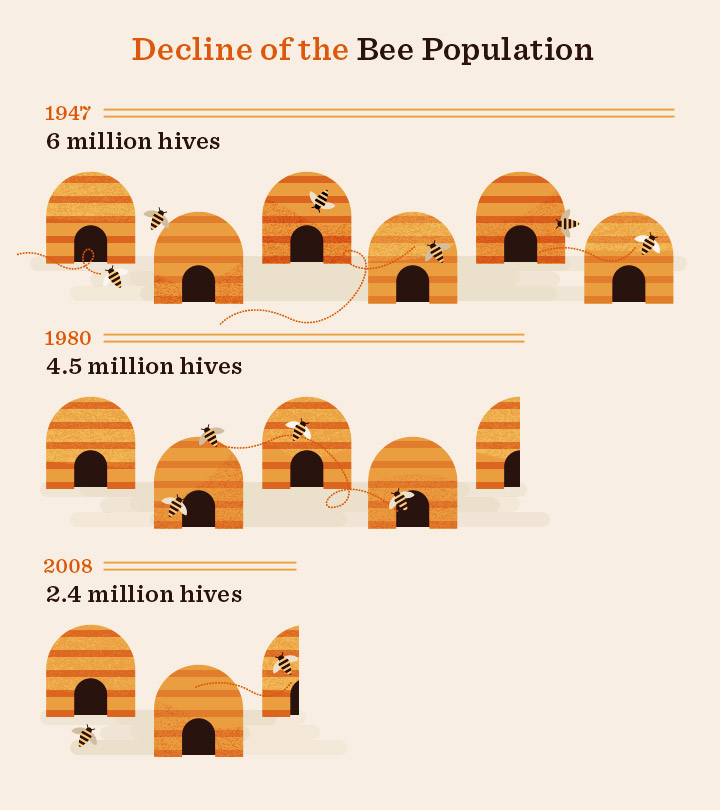 Decline of the Bee Population
