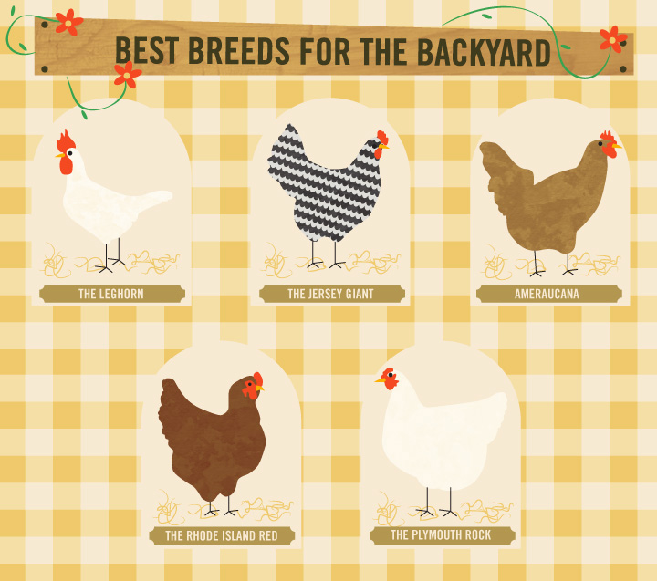 Best Breeds For The Backyard