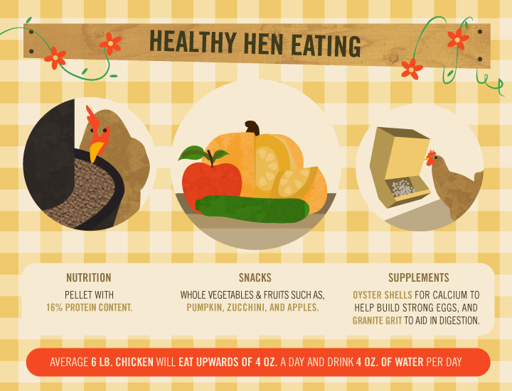 Healthy Hen Eating