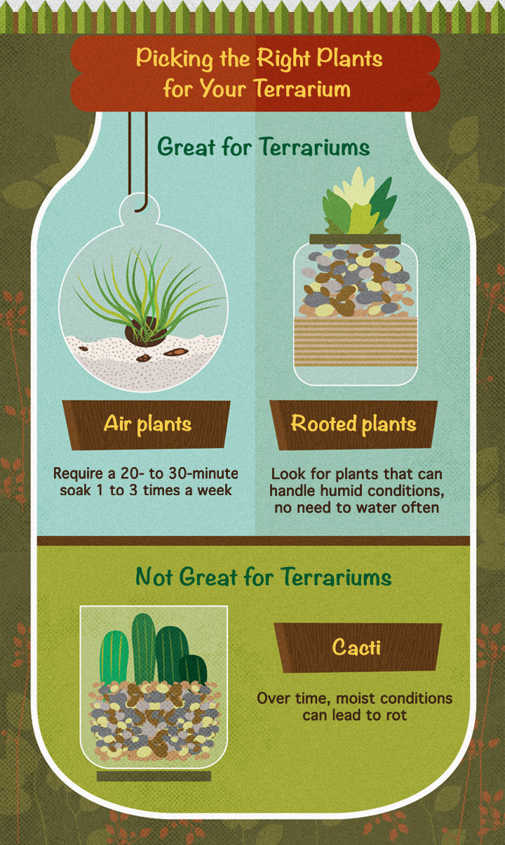 Picking the Right Plants for Your Terrarium