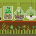 How to Build Your Own Terrarium: A Black Thumb Guide to Life in a Bottle