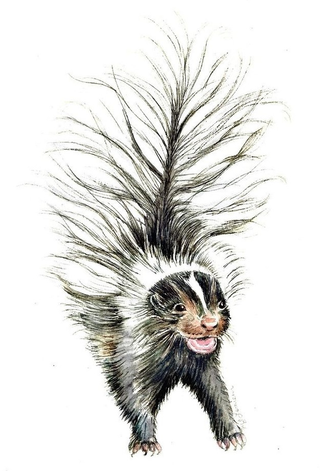 baby skunk print