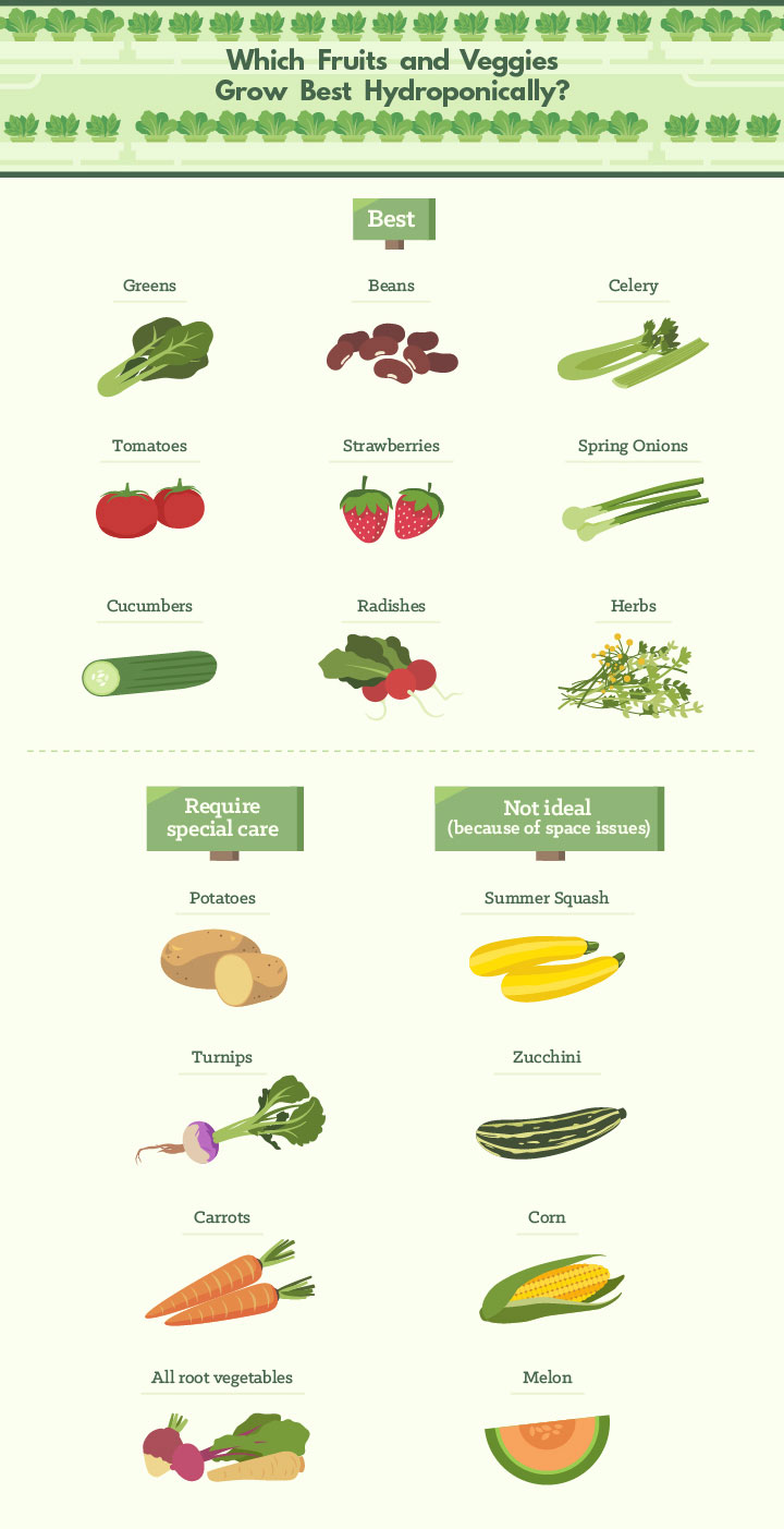 Which Fruits and Veggies Grow Best 