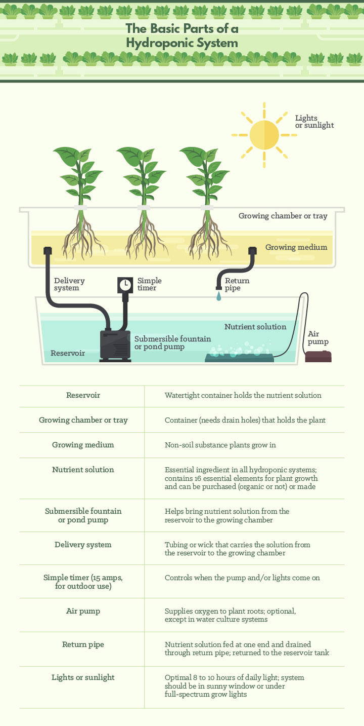 The Basic Parts of a Hydroponics System