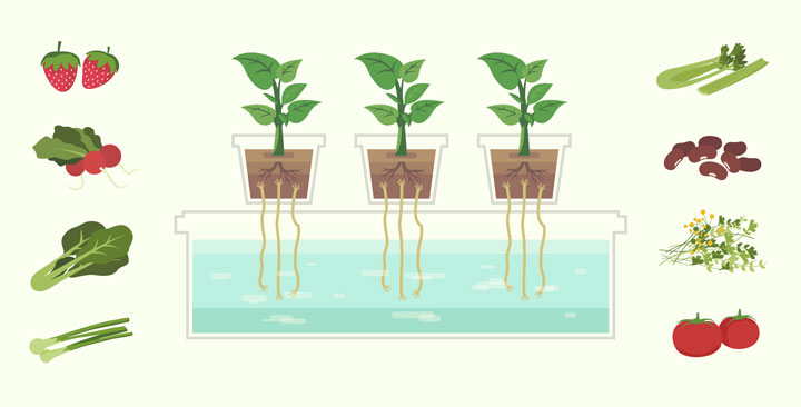 Growing Soilless: Your Introduction to Hydroponics