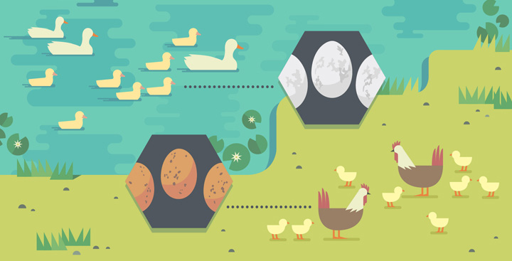 Raising Chickens and Ducks With Ingenuity and DIY Hacks